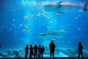 atracciones en atlanta