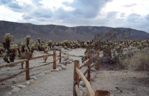 Parque Nacional Joshua Tree